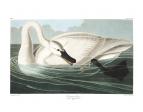 Trumpeter Swan